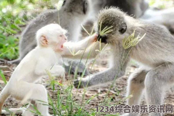 人or猪or狗男生跟女生一起努力生猴子：探索青春激情的碰撞与奋斗，描绘梦想与爱的交织