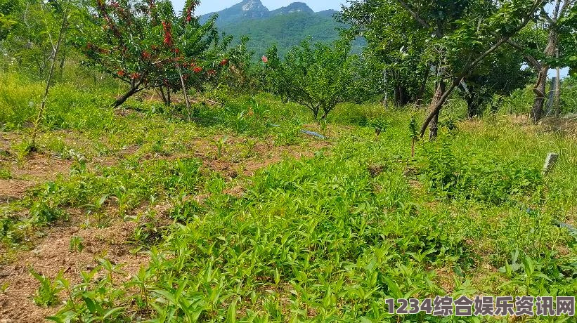 饥荒海难中的竹子，自然资源的珍贵宝藏