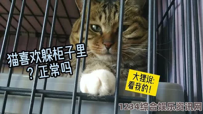 猫咪官网：一个汇聚了丰富猫咪知识、互动社区和可爱的照片的平台，让每位爱猫人士都能找到归属感。