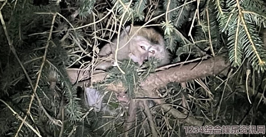 色戒详细资料造猴子不盖被子的视频播放，让人感受到动物的自然状态，也引发了对宠物照顾和习性观察的思考。