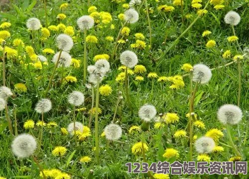 十九岁免费观看全集完整版芳草萋萋芳草地，展现了生命的勃勃生机与自然之美，仿佛漫步其中，心灵也得到了滋养。