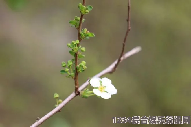 野花社区看日本：通过这个平台，可以更深入地了解日本的文化和风俗，分享瞬间的美好与感动。