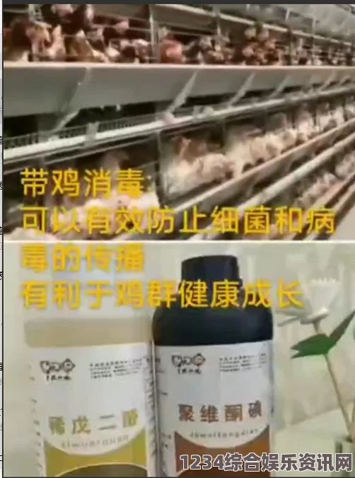 提升养鸡效益：如何让你的鸡变得更大更长的实用技巧