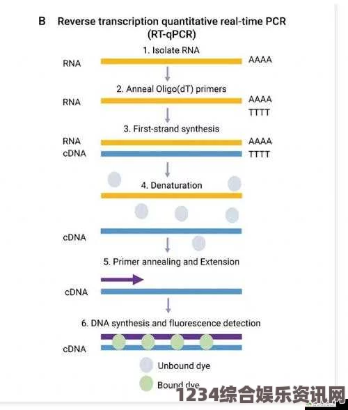 RNA与cDNA杂交技术在基因表达研究中的应用与意义探讨