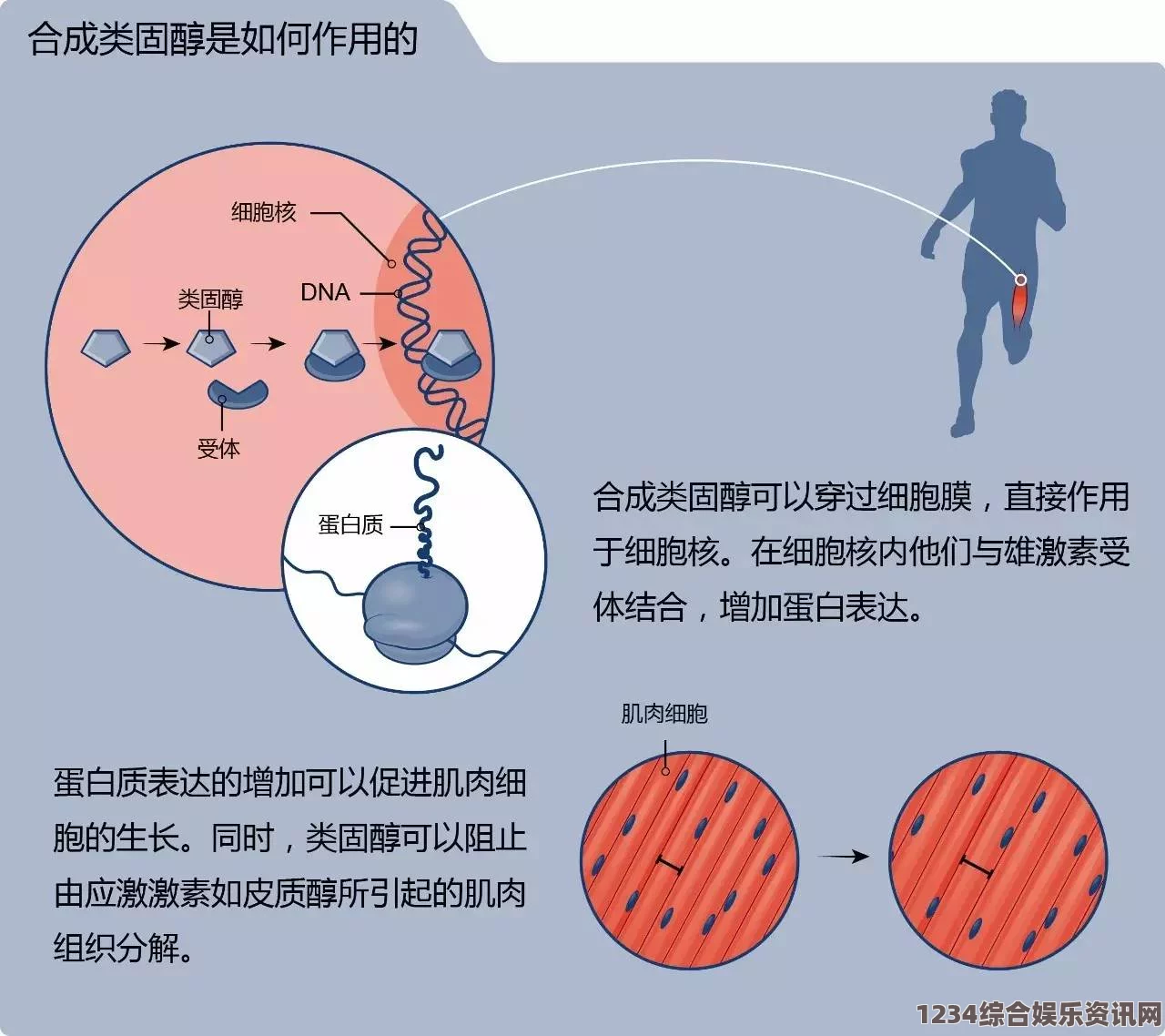 潜渊症中合成代谢类固醇的作用及重要问答