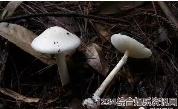 在纯黑色背景下展示的蘑菇视频红色logo，彰显独特视觉魅力