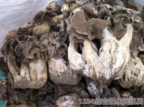 黑色的蘑菇是什么？有哪些种类是黑色的蘑菇？