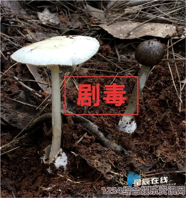 黑色的蘑菇是什么？有哪些种类是黑色的蘑菇？