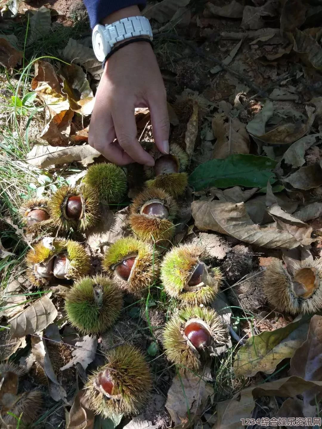 蜜源毛毛虫的生态特性与重要性，舌头探入蜜源的独特行为揭秘