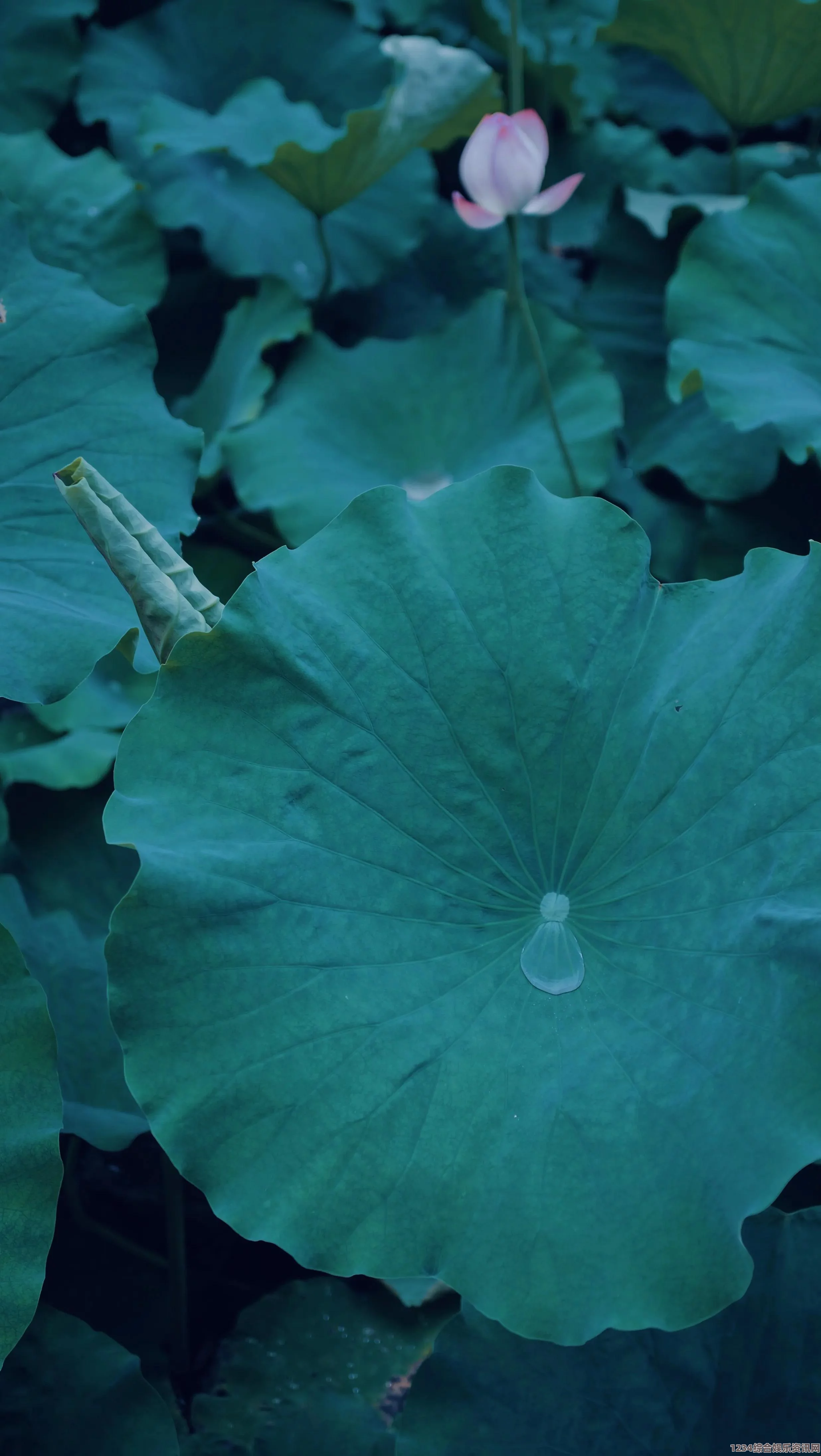 荷花与雨水的象征意义