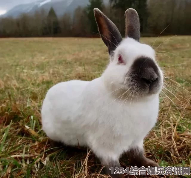 莫扎兔是一种独特的兔子品种，深受宠物爱好者喜爱，了解莫扎兔的性格、饲养方法和注意事项非常重要