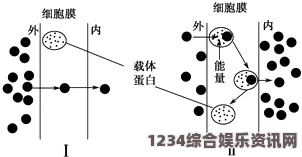 如何有效提升男人的生理长度与增长：科学方法与实用技巧