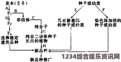 如何有效提升男人的生理长度与增长：科学方法与实用技巧