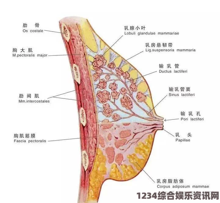 yellow在线观看50岁女性乳房逐渐增大的原因是什么？有哪些常见因素会导致乳房变大？