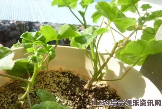 两人世界高清完整版免费观看床上扦插72种技巧：简单实用的植物繁殖方法助你打造绿色生活