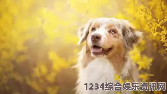 yellow在线观看老公不在家狗狗的东西可以拿吗？需要注意哪些事项？