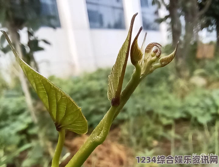 含羞草WWW中国在线资源如何通过丁香花免费视频播放电视剧平台快速找到自己喜欢的剧集？