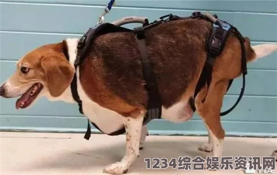 人or猪or狗永久免费未满游戏的特点