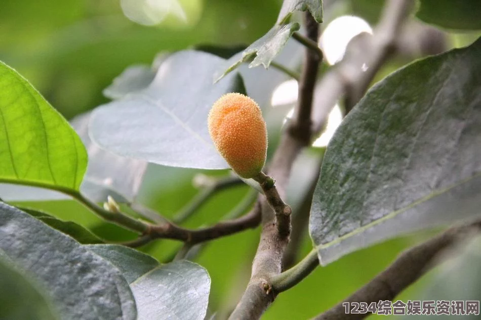 大侠立志传见血封喉获取攻略及常见问题解答