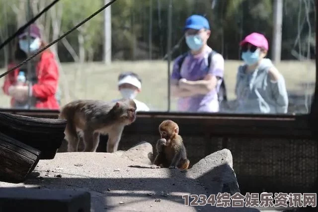 动物迷城，心态低落如何恢复